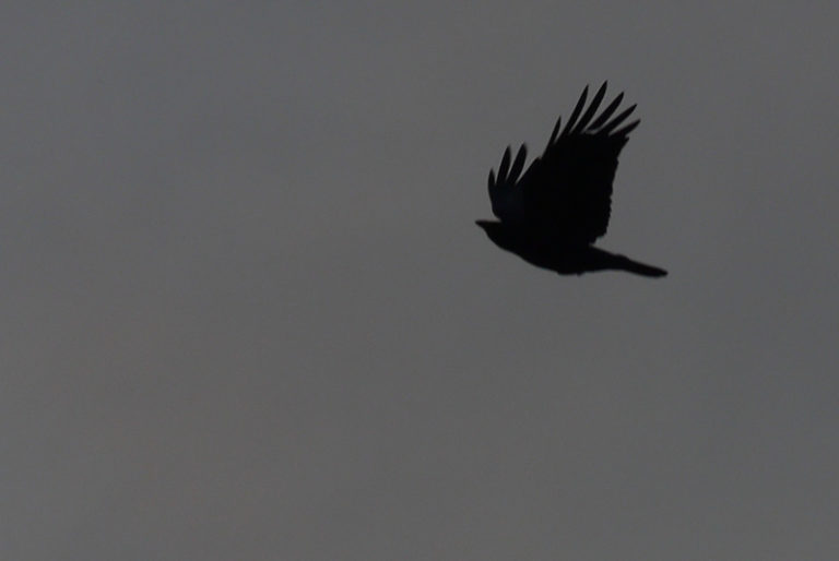 bird flying in the sky