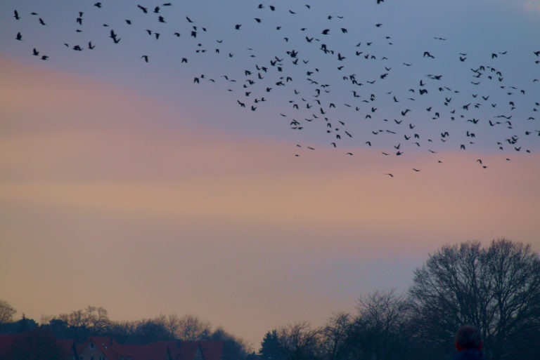 birds in the sunset