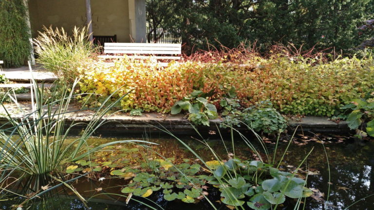 City Park - Pond With Red Flowes And Bench