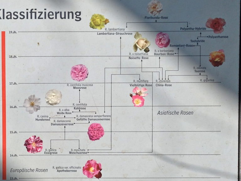 City Park - Roses Plan