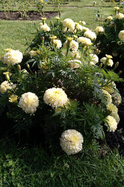 City Park - Yellow Flowers