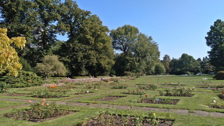 City Park - Roses Bed