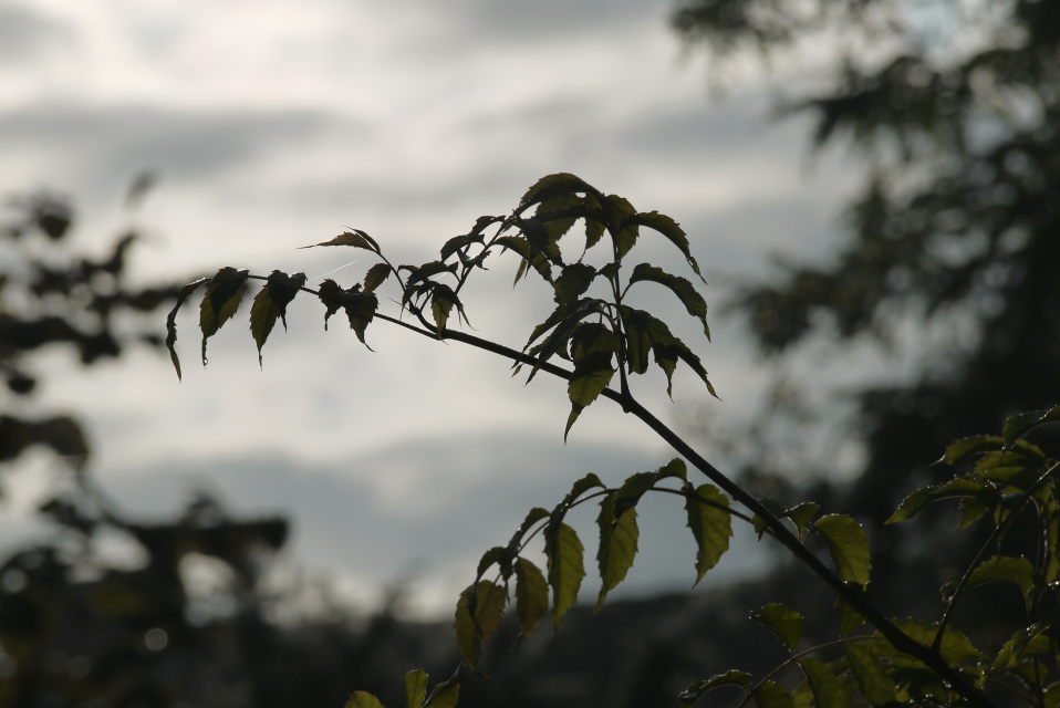 darkSkyWithLeaves