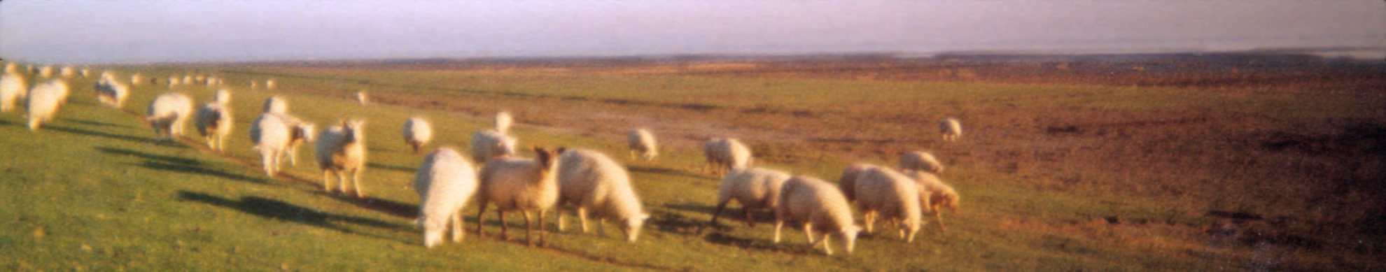 sheeps on Island Nordstrand