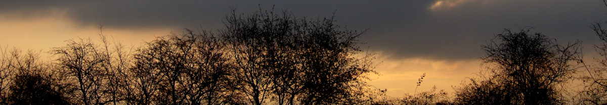 bushes in front of sunset sky