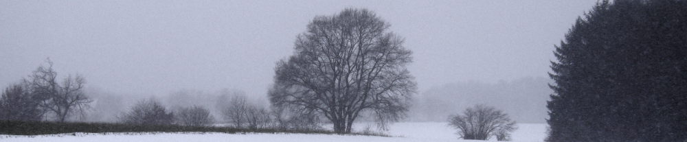 winter landscape with old tree