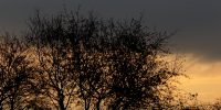 bushes in front of sunset sky